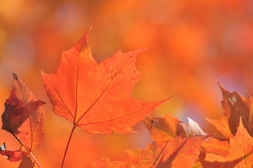 autumn maple leafs, Canada