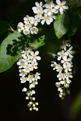 Branch of the blossoming bird cherry in a bright sunny day