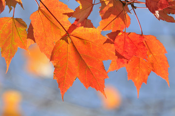 Naklejka na ściany i meble autumn maple leafs, Canada