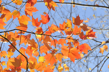 autumn maple leafs, Canada