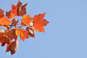 autumn maple leafs, Canada