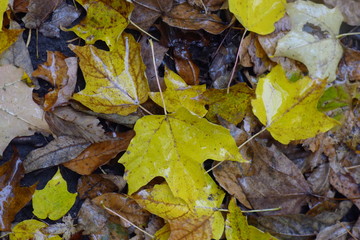 autumn maple leafs, Canada