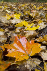 autumn maple leafs, Canada