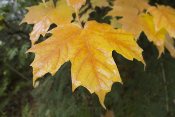 autumn maple leafs, Canada