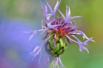 Kornblume