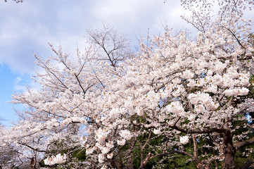 さくら・船岡城址公園
