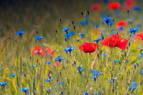 Fototapeta Maki i Chabry 