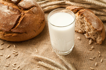 Glass of milk on background ears rye and bread.