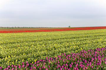 Fototapeta premium Tulpen