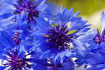Fototapeta premium cornflower 