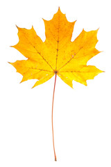 Yellow maple leaf