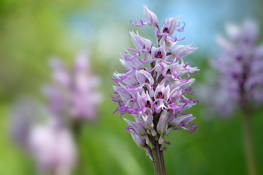 Fototapeta orchis singe