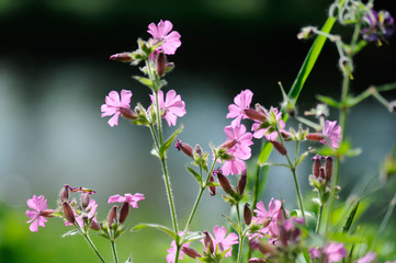 Rote Lichtnelke, Silena dioica