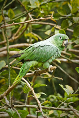 Beautiful green parrot in the rainforest , Yasuni National Park
