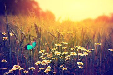 Butterfly flying spring meadow daisy flowers
