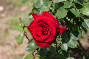 Rosa rossa