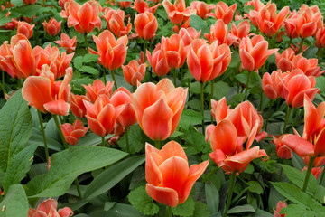 red flowers blooming tulips