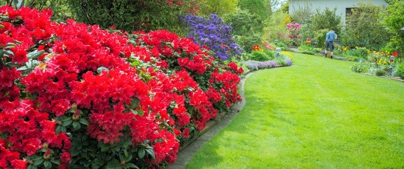 Garten mit roten Azaleen
