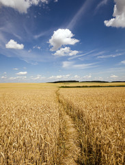 footpath in the field  