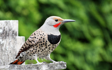 Male Northern Flicker sitting on a pole, Canada