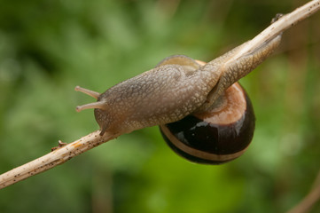 Snail on the branch