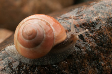 Snail with orange shell on a stone © artemrybchak