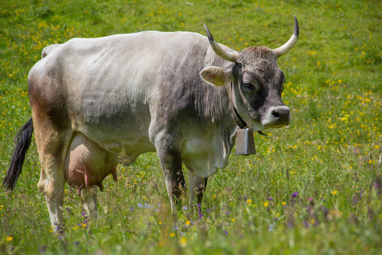 Mucca al pascolo sulle Dolomiti