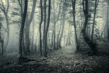 Zelfklevend Fotobehang Trail door een mysterieus donker bos in mist © den-belitsky