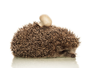 Hedgehog on white background