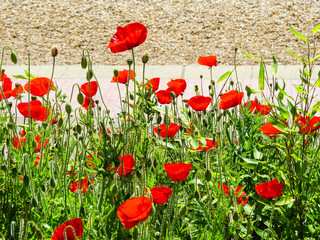 Fototapeta premium Poppies on the seashore