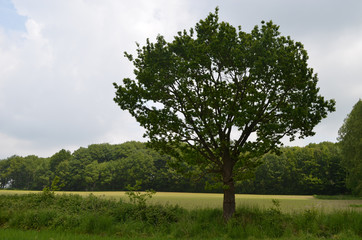 tree in countryside landscape