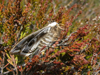Female Emperor Moth