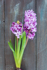 Violet Hyacinth flowers