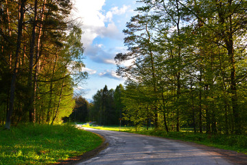 Fototapeta premium Spring landscape with forest