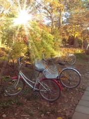 Fototapeta premium bicycles in the garden. 