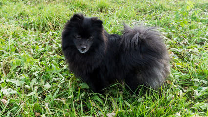 pomeranian dog german spitz outdoor