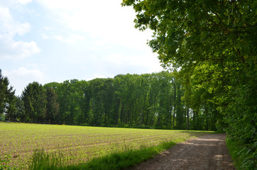 path in countryside landscape