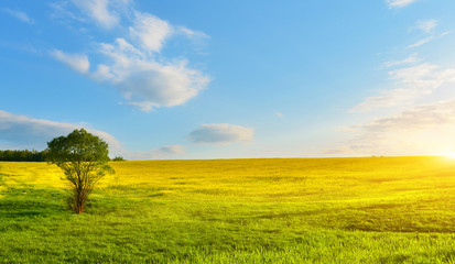 Spring field with green tree