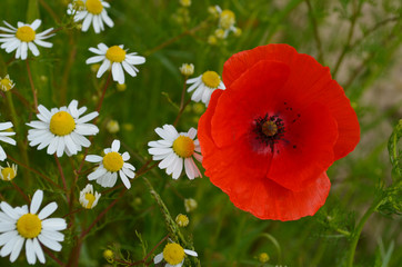 poppy flower
