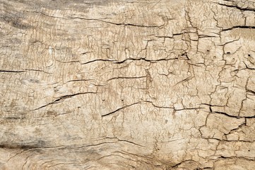 Old dry cracked stump closeup background
