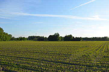 young maize field