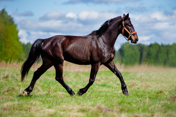 beautiful horse running on a field