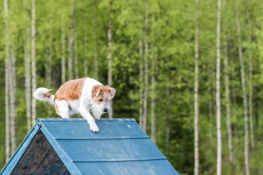 Dog climbing an A-frame