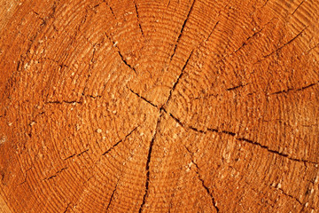 Fototapeta premium Close up cross section of tree trunk 