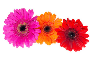 Gerbera / beautiful gerbera isolated over a white background