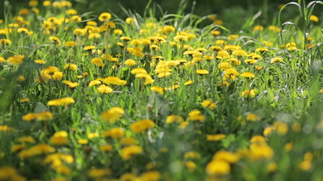 Dandelions on a green meadow in the wind