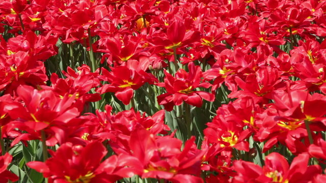 Tulips in the park on a sunny day 