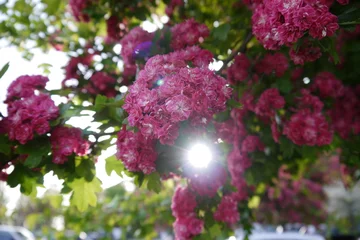 Photo sur Plexiglas Lilas Sonnenschein im Blütentraum