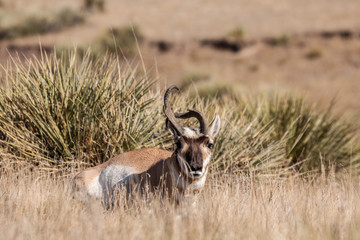 Pronghorn Antelope Buck With Weird horn
