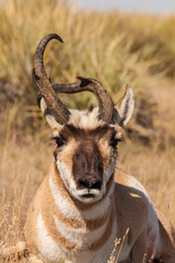 Pronghorn Antelope Buck With Weird horn